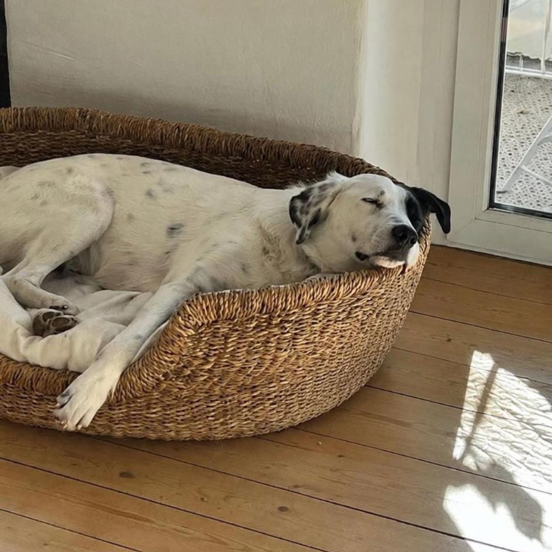 Woven Seagrass Dog Bed with Cushion